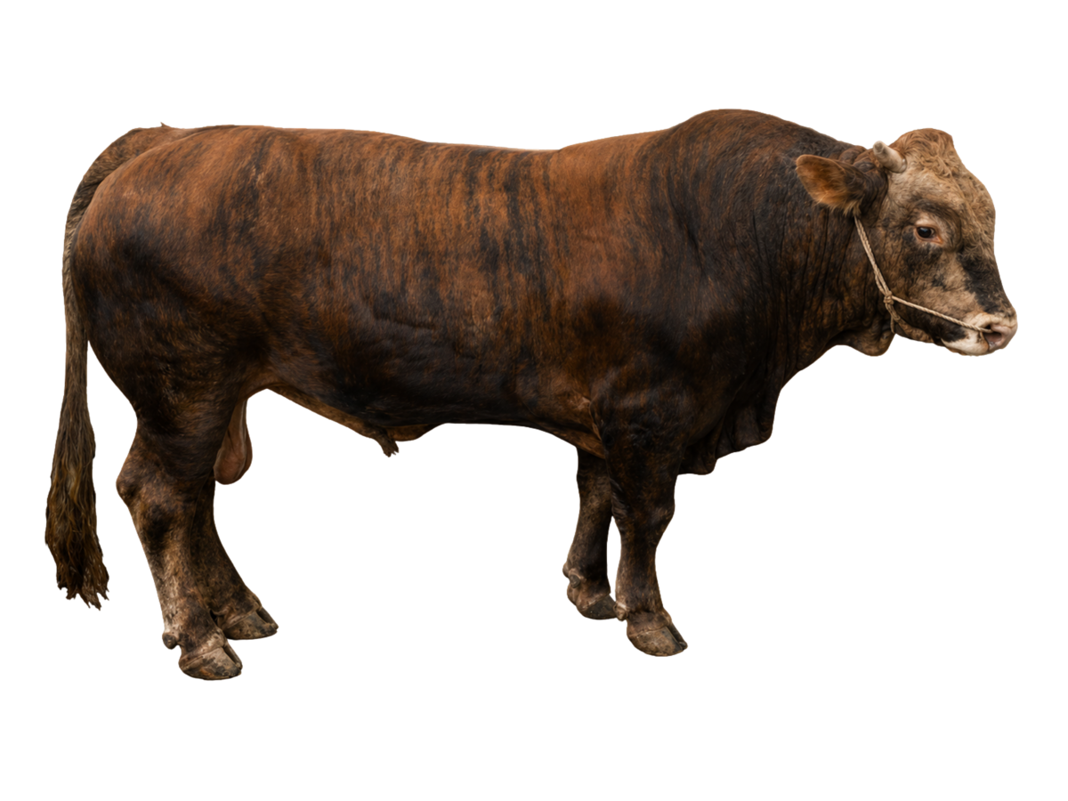 Sapi 800kg
